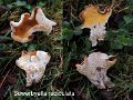 Sowerbyella radiculata-amf2154